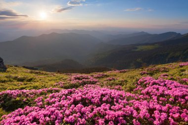 Yeşil vadi yüksek dağlarda yaz gün ile çok güzel pembe orman gülleri sanki. Güneşin ışınları ile ufuk yanar.