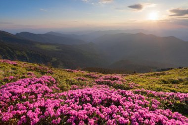 Yeşil vadi yüksek dağlarda yaz gün ile çok güzel pembe orman gülleri sanki. Güneşin ışınları ile ufuk yanar.