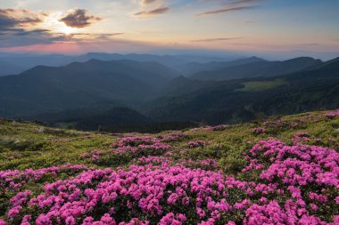 Harika pembe orman gülleri ile kaplı çim dan ısmarlayarak yüksek dağlar, Vadisi, pembe gökyüzü güneşli bir günde açılır. Gün batımını ufuk yanar.