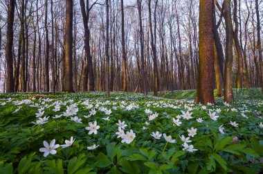 Arasında büyük bir fantastik çayır çekici beyaz kardelen anemone yeşil çim ve etrafındaki ağaçlarla büyür.