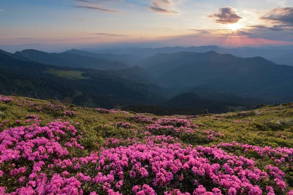 Pelouse Couverte Merveilleux Rhododendrons Roses Vue Pittoresque Est Ouverte Sur — Photo