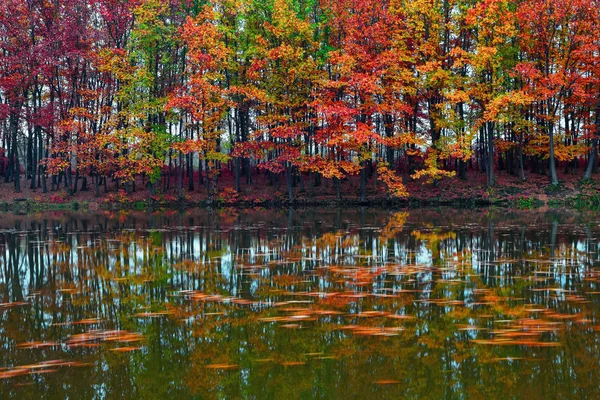 Wunderschöne Scharlachrote Gelbe Orangefarbene Bäume Der Flussküste Spiegeln Sich Wasser — Stockfoto