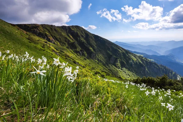 Paisaje Con Hermosos Narcisos Hierba Verde Los Rayos Del Sol —  Fotos de Stock