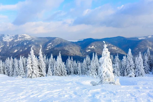 在高大的山脉和山峰之间冷淡美丽的一天是白雪覆盖蓬松反对神奇冬季景观神奇树木 — 图库照片