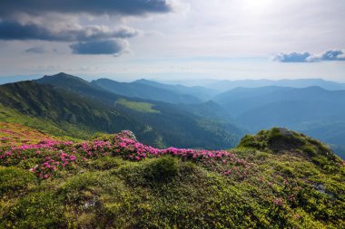 Güzel ormangülü yeşil çim ile manzara. Güneş ışınlarının throuh bulutlar poke. Haze ufukta yüksek dağlarda. Konumu Karpat Dağları, Marmarosy, Ukrayna.
