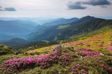 Yüksek dağlar manzara pembe ormangülü ile çim. Gökyüzü bulutlu güzel ışık. Güneşli bir bahar günü. Eko turistik dinlenme.