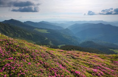 Güzel pembe rhododendron çiçekleriyle manzara. Bulutlu gökyüzü. Sis içindeki yüksek dağlar. Turistler için tatil yeri. Karpat Dağları, Marmarosy, Ukrayna.
