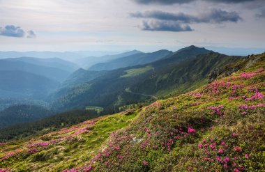 Güzel pembe rhododendron çiçekleriyle manzara. Bulutlu gökyüzü. Sis içindeki yüksek dağlar. Turistler için tatil yeri. Karpat Dağları, Marmarosy, Ukrayna.