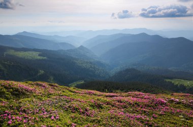 Güzel pembe rhododendron çiçekleriyle manzara. Bulutlu gökyüzü. Sis içindeki yüksek dağlar. Turistler için tatil yeri. Karpat Dağları, Marmarosy, Ukrayna.