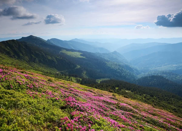 Güzel ormangülü yeşil çim ile manzara. Güneş ışınlarının throuh bulutlar poke. Haze ufukta yüksek dağlarda. Konumu Karpat Dağları, Marmarosy, Ukrayna.
