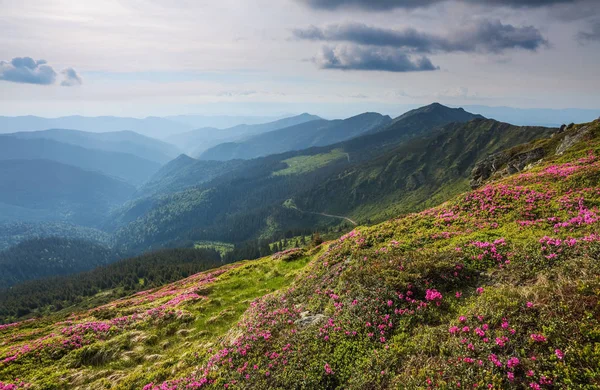 Paisaje Con Hermosas Flores Rododendro Rosa Cielo Con Nubes Montañas —  Fotos de Stock