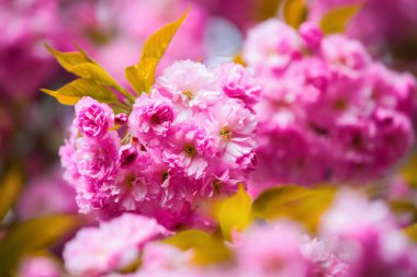 Uyum doğanın bir kompozisyon pembe sakura çiçekler ve büyük yeşil yaprakları ile oluşturulan.