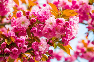 Yeşil ve sarı yaprakları mavi gökyüzü arka plan ile pembe sakura büyük kabarık büyülü demetleri