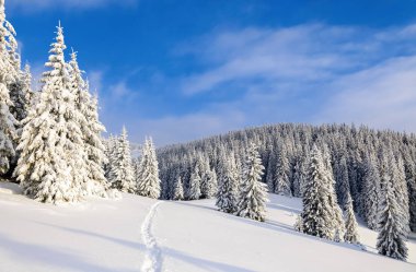 Güzel soğuk bir gün yüksek dağlar arasında büyülü ağaçlar sihirli kış manzara karşı beyaz kabarık kar ile kaplı bulunmaktadır. Sahne turistler için. Geniş iz güzel kış ormanı na gidiyor.