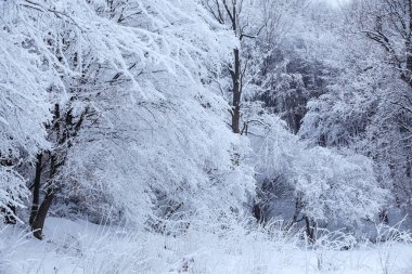 Ağaçlar kabarık kar ile kaplı. Güzel kış Peri sahne. Snowdrifts çim frost ile kaplı. Manzara Noel kartları için.