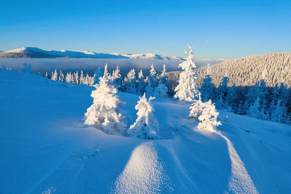 Gramado Coberto Neve Árvores Agradáveis Estão Derramado Com Flocos Neve — Fotografia de Stock