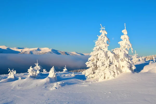 雪树站在草坪下的阳光下 高山覆盖着积雪 一个美丽的冬日 在国家公园里放松的地方 — 图库照片