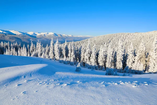 Césped Cubierto Nieve Los Bonitos Árboles Están Pie Vertidos Con —  Fotos de Stock