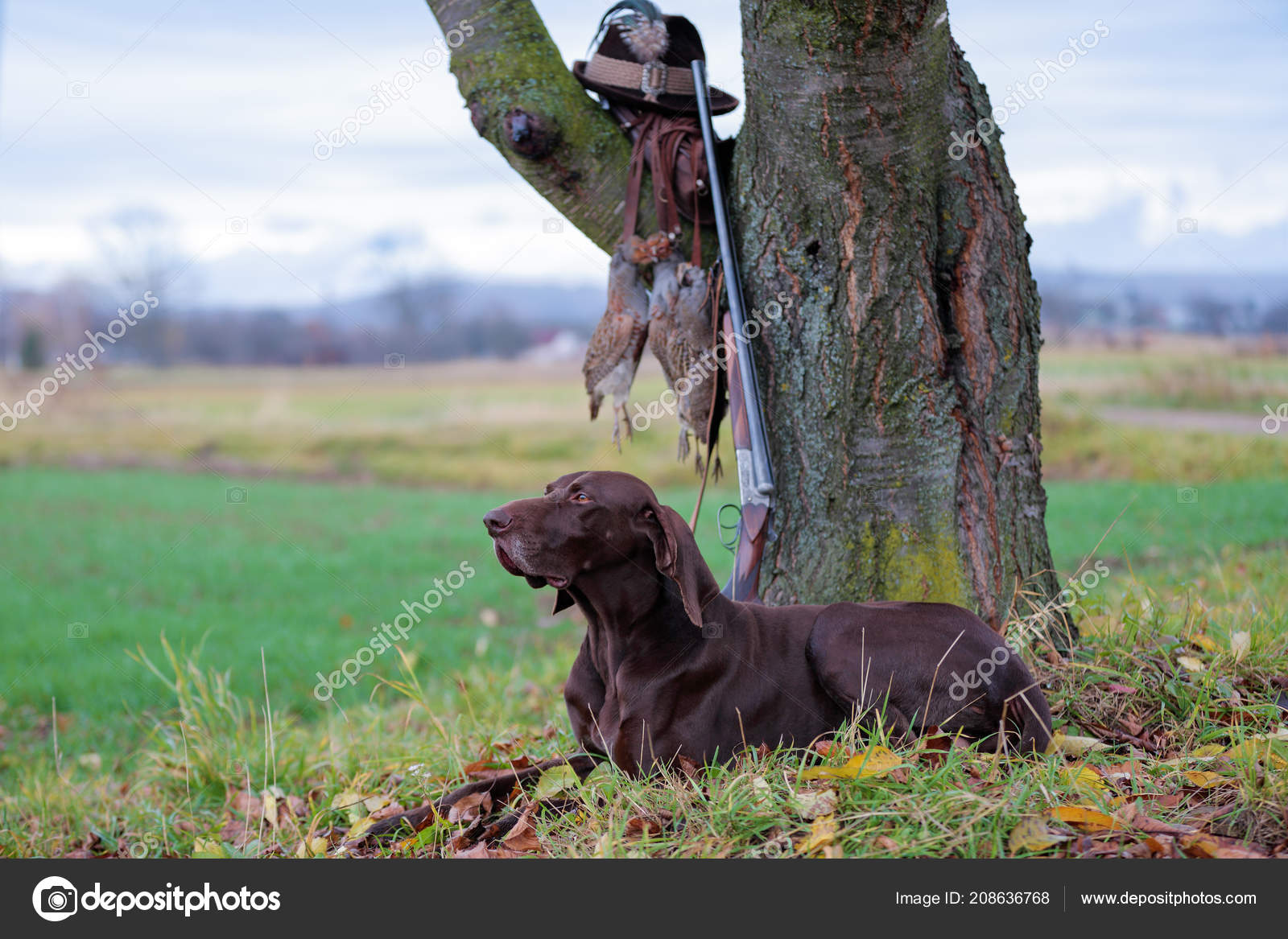 德国短毛尖角一只漂亮的狗躺在草地上摆姿势拍照树附近有一支步枪树枝上挂着一只狩猎的猎物和一顶老式的帽子——, image size:1600x1167