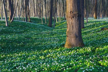 Anemon sylvestris bir bahar gününde büyük meşe ağaçları ve yeşil otların arasında tüm çayır kaplı. Güzel manzara.