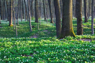 Fantastik büyüleyici ağaç gölgeleri çim parlak yeşil çim ve büyük beyaz çiçekler ile kapak. Güzel bahar manzara.