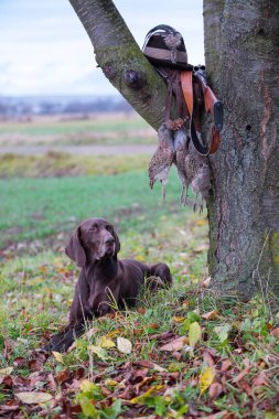 Bir genç, saf kanlı köpek çim ağacın yakınındaki yalan söylüyor. Bir silah, bir şapka ile bir tüy bir dalda asılı, bir prsy dantel üzerinde asılı. Bir av sahnesi.