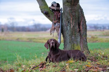 Alman Shorthaired Pointe güzel cins köpek, bir fotoğraf için poz'ın bahçesinde, yalan söylüyor. Ağacın yanında bir tüfek var. Dalda asılı bir av av ve vintage şapkası.