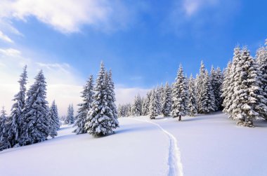 Güzel soğuk bir gün dağlar arasında büyülü ağaçlar idyllicl manzara karşı beyaz kabarık kar ile kaplı bulunmaktadır. Turistik macera zamanı. Geniş iz görkemli kış ormanı na gidiyor.