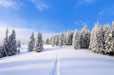 Güzel soğuk bir gün dağlar arasında büyülü ağaçlar idyllicl manzara karşı beyaz kabarık kar ile kaplı bulunmaktadır. Turistik macera zamanı. Geniş iz görkemli kış ormanı na gidiyor.