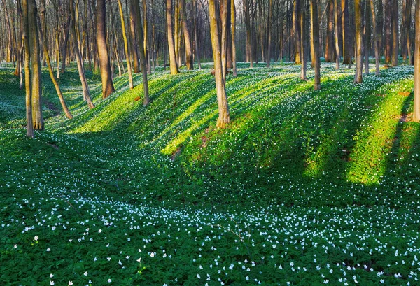 Green lawns with hills and path lead to fascinated forest with white flowers scattered as beads on grass. Beautiful spring landscape.