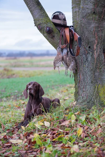 Jeune Chien Pur Sang Est Allongé Dans Pelouse Près Arbre — Photo