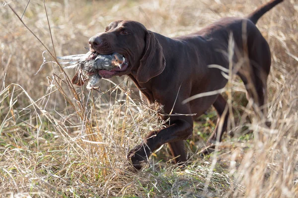 Kahverengi bir kas safkan köpek ağzında bir keklik av taşır. Bir av sahnesi. Bir çim alan kuru ot ile.