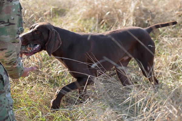 Cão Puro Sangue Muscular Marrom Carrega Uma Presa Sua Boca — Fotografia de Stock