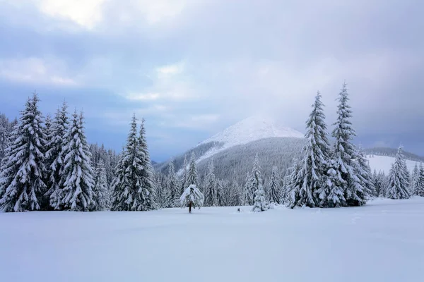 Césped Cubierto Nieve Los Árboles Bonitos Están Pie Vertidos Con —  Fotos de Stock