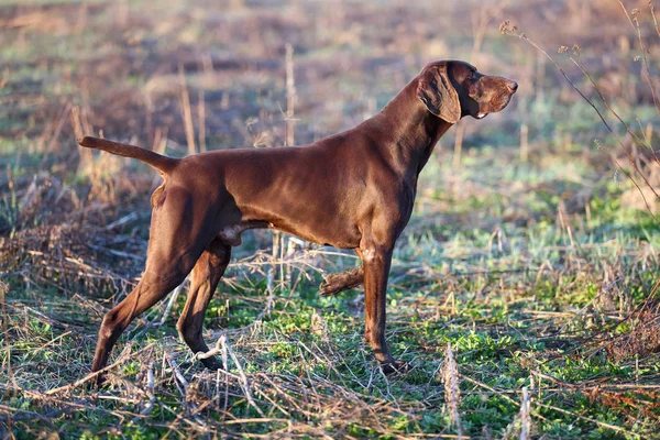 Jovem Cão Caça Marrom Muscular Está Ponto Campo Entre Grama — Fotografia de Stock