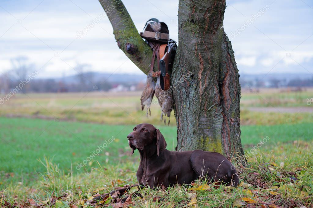 A young, pure blooded dog is lying in the lawn near the tree. On a branch hangs a weapon, a hat with a feather, a prsy is hanging on the lace. A hunting scene.