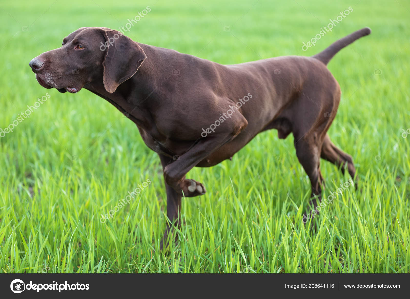 Chien Chasse Marron Figée Dans Pose Sentant Les Oiseaux