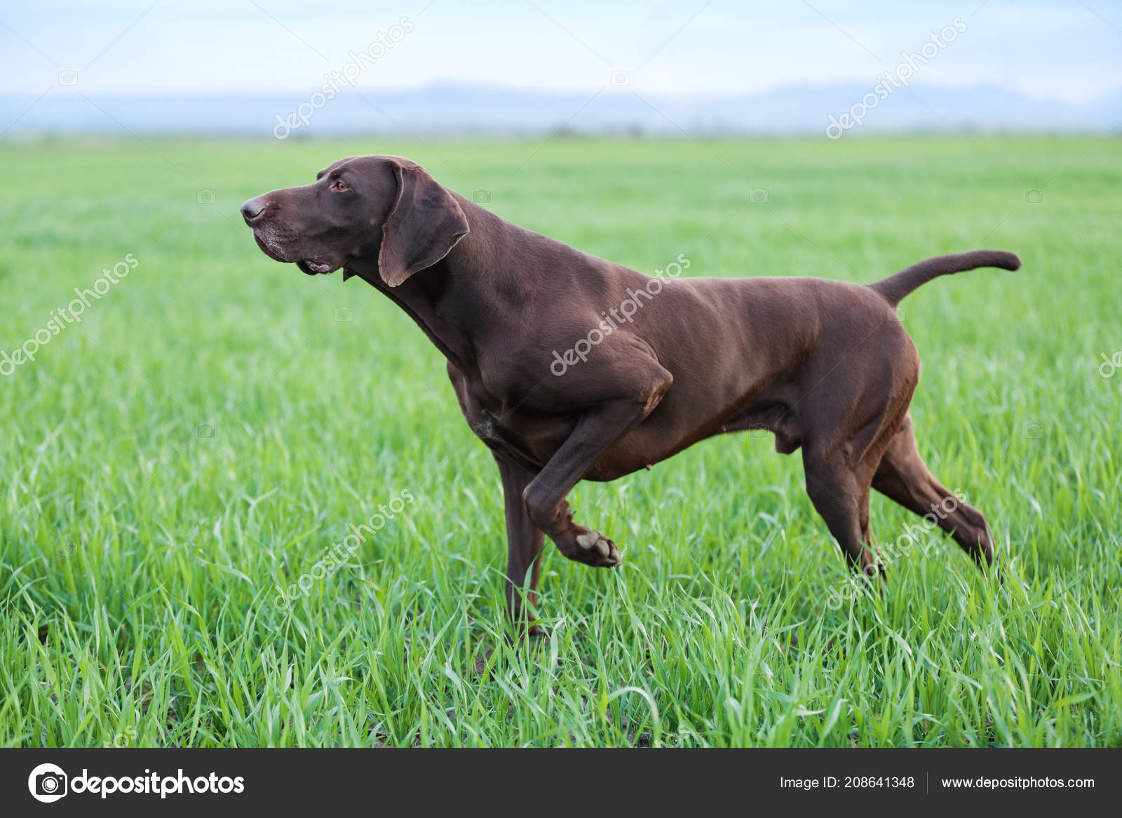 Young Muscular Brown Hunting Dog Standing Point Field Green Grass