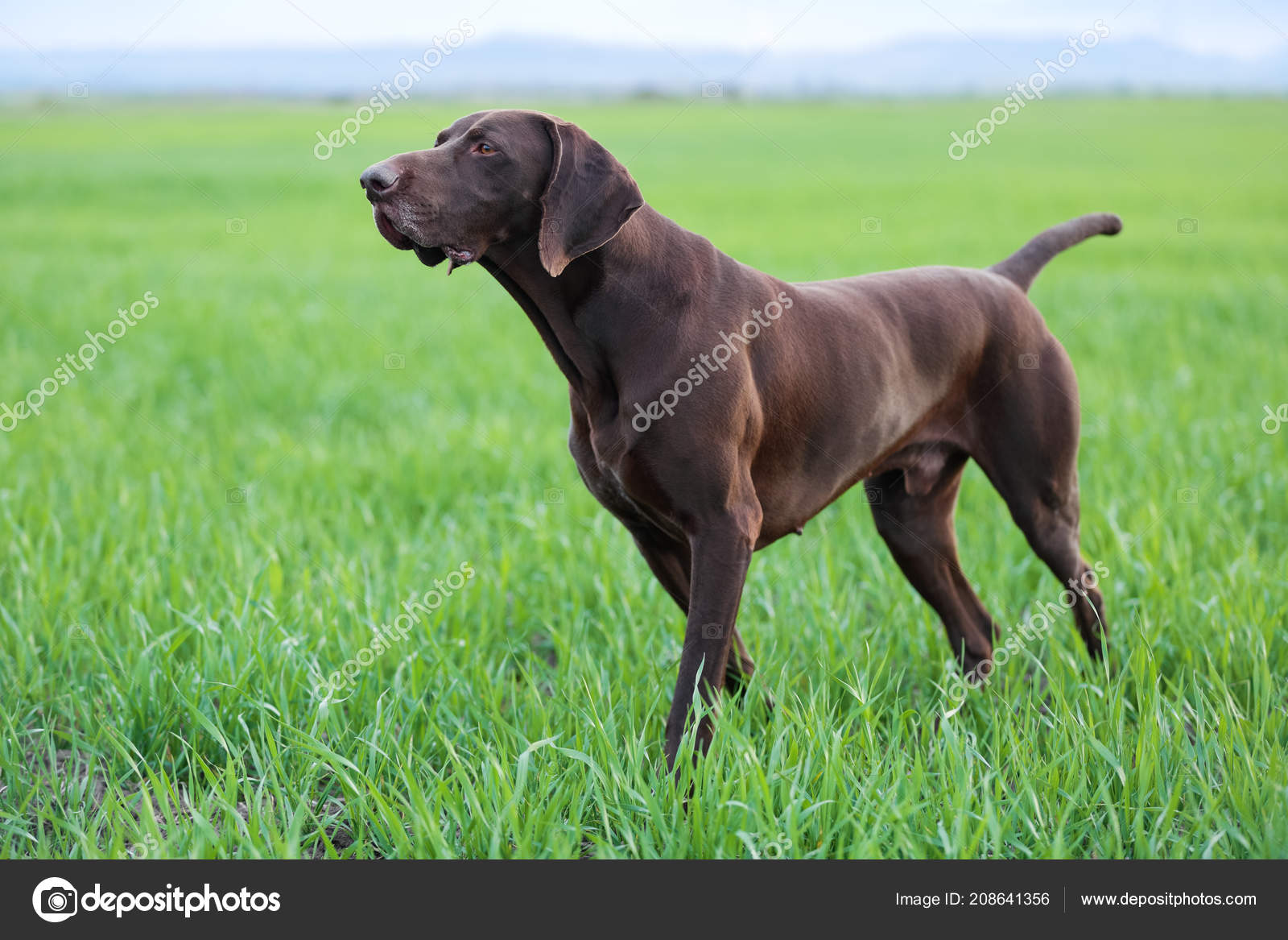 Muscular Chocolate Brown Hound German Shorthaired Pointer