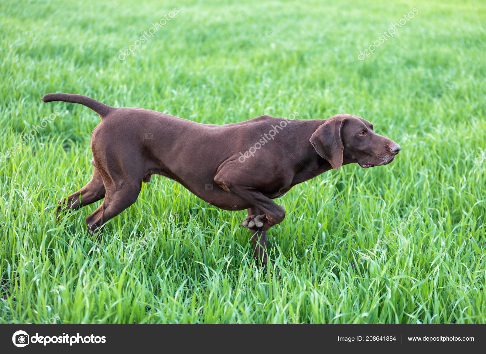 Chien Chasse Marron Figée Dans Pose Sentant Les Oiseaux