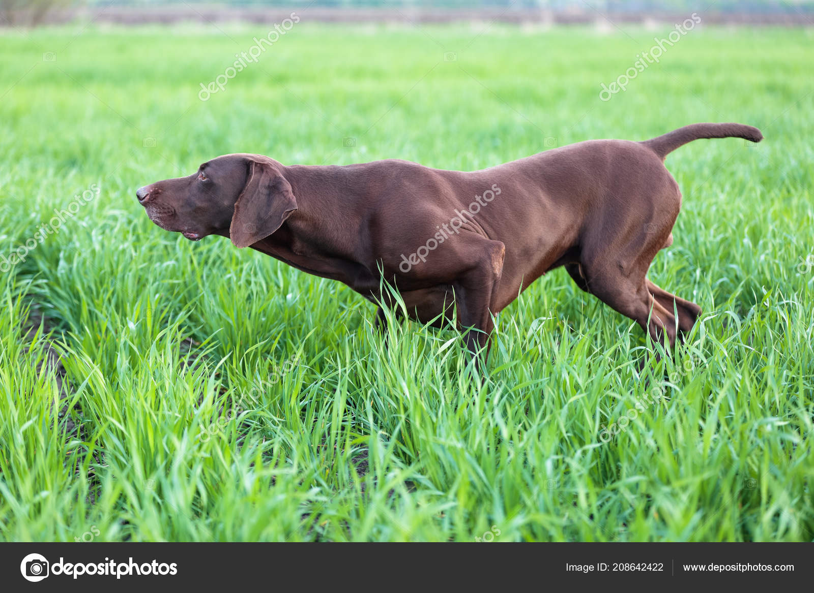 Brown Hunting Dog Freezed Pose Smelling Wildfowl Green Grass