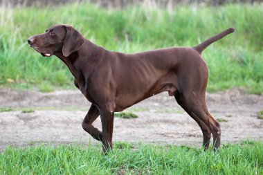 Bir kas çikolata kahverengi av köpeği, Alman Shorthaired ibre, bir safkan, standları noktasında, çim alanlar arasında vahşi bir oyun kokusu kokladı.