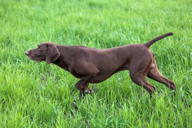 Kahverengi av köpeği yeşil çim wildfowl kokulu poz Don. Alman Shorthaired ibre.