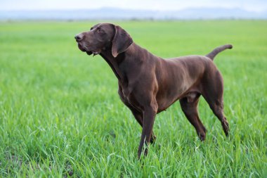 Bir kas çikolata kahverengi av köpeği, Alman Shorthaired ibre, bir safkan, standları noktasında, çim alanlar arasında vahşi bir oyun kokusu kokladı.