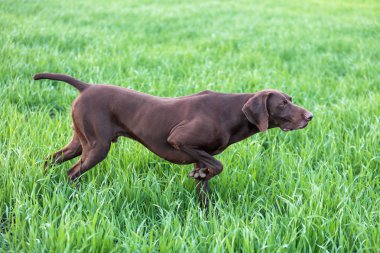 Kahverengi av köpeği yeşil çim wildfowl kokulu poz Don. Alman Shorthaired ibre.