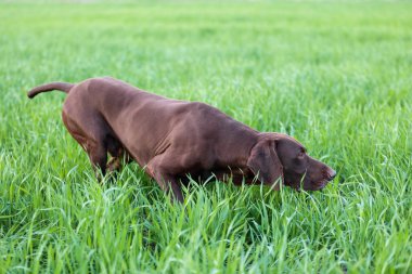 Bir kas çikolata kahverengi av köpeği, Alman Shorthaired ibre, bir safkan, standları noktasında, çim alanlar arasında vahşi bir oyun kokusu kokladı.