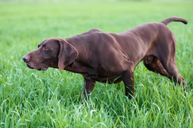 Kahverengi av köpeği yeşil çim wildfowl kokulu poz Don. Alman Shorthaired ibre.