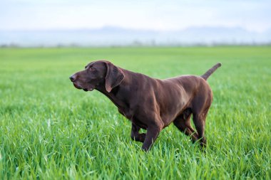 Bir kas çikolata kahverengi av köpeği, Alman Shorthaired ibre, bir safkan, standları noktasında, çim alanlar arasında vahşi bir oyun kokusu kokladı.
