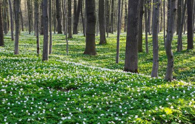 Güneş beyaz campanula'lar ile kaplı büyülü meadow, güzel bahar günü parıltı yeşil çimenlerin üzerinde ışınları.