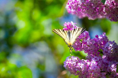 Mor Lila sihirli swallowtail kelebek mavi gökyüzü ve yeşil yaprakları bir arka plan üzerinde fantastik buket. Güzel yaz.